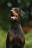 DOBERMANN 1224